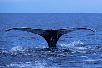 RF- Humpback whale (Megaptera novaeangliae) tail fluke above water before diving, Senja, Troms County, Norway, Scandinavia, January. Cetaceans are attracted to this area to feed on large numbers of sp...
