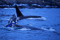 Humpback whale (Megaptera novaeangliae) surfacing with fishing rope tangled around tail fluke causing wound, surfacing Orca (Orcinus orca) behind, Senja, Troms County, Norway, Scandinavia, January. Ce...