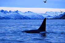 Orca / Killer whale (Orcinus orca) surfacing in coastal waters, Senja, Troms county, Norway, Scandinavia, January. Cetaceans are attracted to this area to feed on the large numbers of spawning Herring...