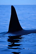 Orca / Killer whale (Orcinus orca) dorsal fin above surface, Senja, Troms County, Norway, Scandinavia, January. Cetaceans are attracted to this area to feed on the large numbers of spawning Herring fi...