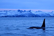 Orca / Killer whale (Orcinus orca) surfacing in coastal waters, Senja, Troms County, Norway, Scandinavia, January. Cetaceans are attracted to this area to feed on the large numbers of spawning Herring...