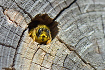 Red mason bee (Osmia rufa) female emerging from her nest hole in a drilled log within an insect hotel after provisioning a brood cell with pollen, Gloucestershire garden, UK, April.