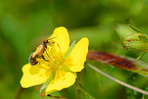 Plain gold moth / Marsh marigold moth (Micropterix calthella) foraging on pollen of flowering Tormentil (Potentilla erecta). This moth belongs to the most primitive living family of moths, which retai...