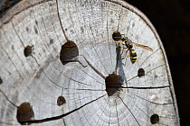 Mason wasp / Potter wasp (Ancistrocerus sp.) inspecting a nest hole in a drilled log within an insect hotel, Gloucestershire garden, UK, April.