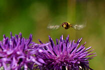 Male Hoverfly (Syrphus ribesii) hovering above a Greater knapweed (Centaurea scabiosa) flower in a chalk grassland meadow, Wiltshire, UK, July.