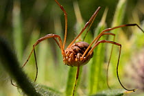 Close up of a Female Harvestman (Mitopus morio) in meadow, Wiltshire, UK, July.