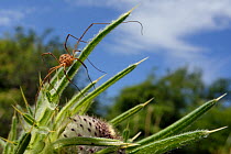 Female Harvestman (Mitopus morio) sunning on Woolly thistle (Cirsium eriophorum) leaves in a chalk grassland meadow, Wiltshire, UK, July.