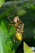 Common hammock-weaver / European hammock spider (Linyphia triangularis) with a Common wasp (Vespula vulgaris) it has caught in its web among ivy leaves and wrapped with silk, Wiltshire garden, UK, Sep...