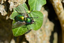 Parasite fly / Tachinid fly (Gymnocheta viridis), a parasite of lepidopteran caterpillars, sunning on an ivy leaf on a woodland edge, Wiltshire, UK, April.