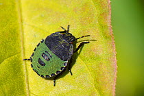 Common Green shield bug / Green stink bug (Palomena prasina) fourth instar nymph sunning on a leaf, Cornwall, UK, September.