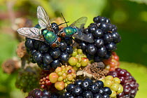 Two Greenbottles / Blowflies (Lucilia sp.) foraging on a ripe Blackberry (Rubus plicatus), GWT Lower Woods reserve, Gloucestershire, UK, July.