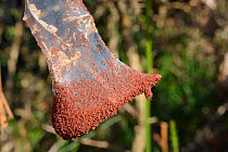 Gorse spider mites (Tetranychus lintearius) massing outside silk tent covering Gorse bush (Ulex europaeus) ready to migrate to other bushes. These mites are spreading in the UK and are used for biolog...