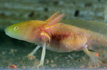 Axolotl / Mexican salamander (Ambystoma mexicanum), golden albino form, critically endangered in the wild, UK captive.