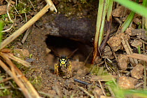 German / European wasp (Vespula germanica) worker excavating a nest cavity and carrying a ball of soil while  to deposit it outside, chalk grassland meadow, Wiltshire, UK, July.