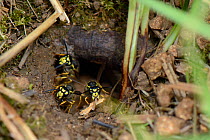 German / European wasp (Vespula germanica) worker carrying some small sticks while excavating a nest cavity to deposit them outside as two other workers defend the nest entrance, chalk grassland meado...