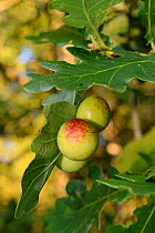 Cherry galls caused by Gall wasp (Cynips quercusfolii) on leaves of Pedunculate / English oak (Quercus robur), GWT Lower Woods reserve, Gloucestershire, UK, September.