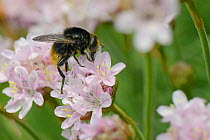 Female Narcissus bulb fly / Large narcissus fly (Merodon equestris ) a mimic of the Red-tailed bumblebee (Bombus lapidarius) nectaring on Sea thrift (Armeria maritima) on a cliff top, Cornwall, UK, Ma...