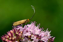 Female Brassy longhorn moth (Nemophora metallica) on a Wild marjoram (Origanum vulgare) flowerhead in chalk grassland, UK, July.