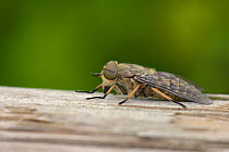 Band-eyed brown horsefly (Tabanus bromius) resting on a fence, Wiltshire, UK, June.