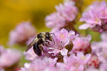 Grey / Ashy mining bee (Andrena cineraria) foraging on a Sea thrift  flowers (Armeria maritima) on a cliff top with Common gorse (Ulex europaea) bushes in the background, Cornwall, UK, May.