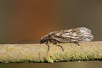 Alder fly (Sialis sp.) resting on a lakeside willow twig, Wiltshire, UK, April.
