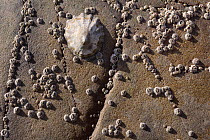 Common limpet (Patella vulgata) and young Acorn barnacles (Semibalanus balanoides) attached to rocks on seashore, north Cornwall, UK, September.