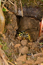 German / European wasp (Vespula germanica) worker excavating a nest cavity, Wiltshire, UK, July.