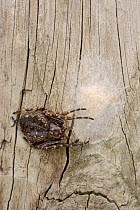 Female Walnut orb-weaver spider (Nuctenea umbratica) guarding her egg sac on an old fence post, Wiltshire, UK, June.