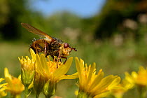 Parasite fly / Tachinid fly (Tachina fera)  a parasite of noctuid moths, feeding on Ragwort flowers (Senecio jacobaea) in a woodland clearing, GWT Lower Woods reserve, Gloucestershire, UK, September.