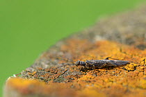 Stonefly (Nemoura cinerea) resting on a lichen-covered fencepost beside a small stream, Avebury, Wiltshire, UK, April.