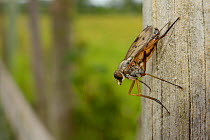 Snipe fly or Downlooker fly (Rhagio scolopacea) perched on a fence post looking out for flying prey, Wiltshire, UK, June.