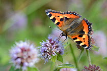 Small tortoiseshell butterfly (Aglais urticae) nectaring on Water mint (Mentha aquatica) in marshy grassland, Cornwall, UK, September.