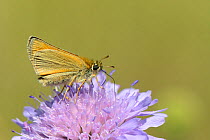 Small skipper butterfly (Thymelicus sylvestris)  nectaring on a Field scabious flower  (Knautia arvensis) with its long proboscis, chalk grassland meadow, Wiltshire, UK, July