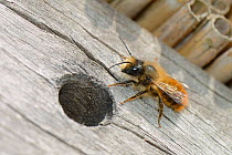 Red mason bee (Osmia rufa) male wating for a female to emerge from a nest hole in a drilled log within an insect hotel, Gloucestershire garden, UK, April.
