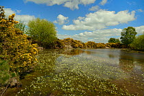 Common gorse bushes (Ulex europaeus) fringing a pond with a mass of flowering Common water-crowfoot (Ranunculus aquatilis), Brecon Beacons National Park, Powys, Wales, UK, May.