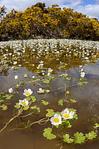 Fisheye lens view of Common water-crowfoot (Ranunculus aquatilis) flowering in a pond fringed by Common gorse bushes (Ulex europaeus), Brecon Beacons National Park, Powys, Wales, UK, May.