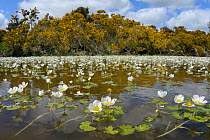 Fisheye lens view of Common water-crowfoot (Ranunculus aquatilis) flowering in a pond fringed by Common gorse bushes (Ulex europaeus), Brecon Beacons National Park, Powys, Wales, UK, May.