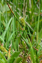 Common yellow sedge (Carex viridula subsp. oedocarpa) in damp culm grassland, Devon. UK, June.