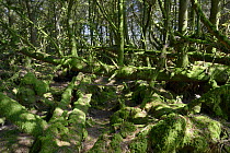 Sitka spuce (Picea sitchensis) plantation interior with many fallen, re-grown, moss-covered trees, Davidstow Woods, near Bodmin Moor, Cornwall, UK, April