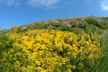 Common gorse bushes (Ulex europaeus) and Sea thrift (Armeria maritima) flowering on a cliff top, fisheye view, Widemouth Bay, Cornwall, UK, May.