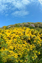 Common gorse bushes (Ulex europaeus) and Sea thrift (Armeria maritima) flowering on a cliff top, Widemouth Bay, Cornwall, UK, May.