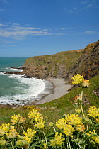 Kidney vetch (Anthyllis vulneraria) flowering on slumping cliff, Widemouth Bay, Cornwall, UK, May.