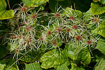 Old man's beard, the seedheads of Wild clematis (Clematis vitalba) in a hedgerow, Wiltshire, UK, September.