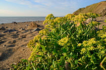 Rock samphire / Sea fennel (Crithmum maritimum) flowering high on a sandy beach, near Bude, Cornwall, UK, September.