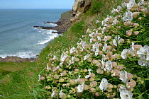 Sea campion (Silene maritima) flowering on slumping cliff, Widemouth Bay, Cornwall, UK, May.