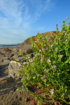 Sea rocket (Cakile maritima) clump flowering high on a sandy beach, near Bude, Cornwall, UK, September.