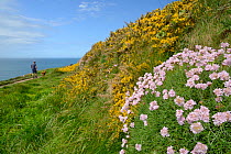 Sea thrift (Armeria maritima) and Common gorse bushes (Ulex europaeus) flowering on an old wall beside a clifftop path with a man walking a dog, Widemouth Bay, Cornwall, UK, May.