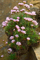 Sea thrift (Armeria maritima) flowering on cliff face at Widemouth Bay, Cornwall, UK, May.