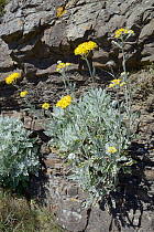 Silver ragwort / Dusty Miller (Jacobaea maritima / Senecio cineraria), a Mediterranean species becoming naturalised on UK coasts, flowering on a cliff face, Widemouth Bay, Cornwall, UK, June.