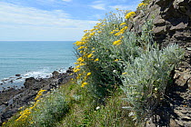 Silver ragwort / Dusty Miller (Jacobaea maritima / Senecio cineraria), a Mediterranean species becoming naturalised on UK coasts, flowering on a cliff face, Widemouth Bay, Cornwall, UK, June.